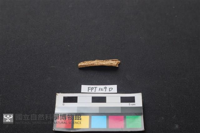 偶蹄類動物骨藏品圖，第2張