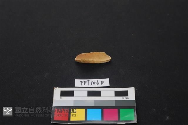 偶蹄類動物骨藏品圖，第2張