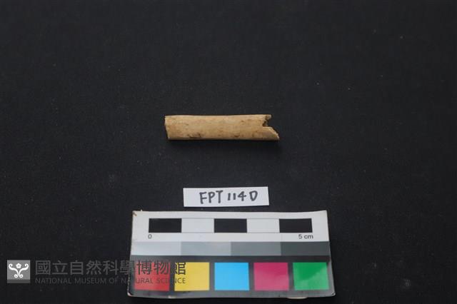 偶蹄類動物骨藏品圖，第2張