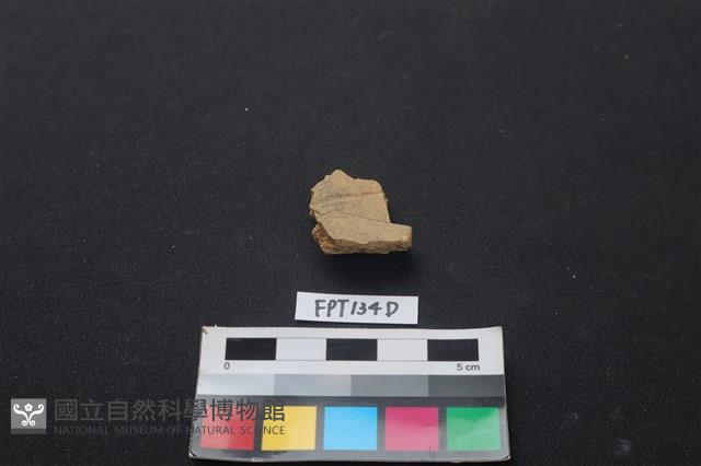 龜骨藏品圖，第2張