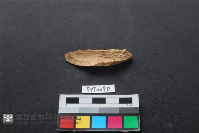 偶蹄類動物骨藏品圖，第2張