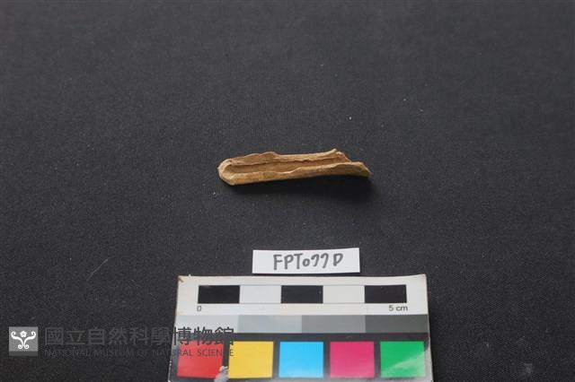哺乳類動物骨藏品圖，第2張