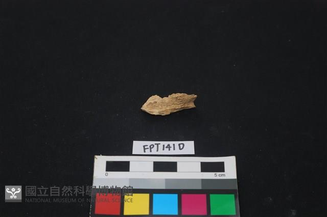 哺乳類動物骨藏品圖，第2張