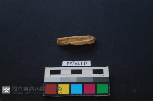 偶蹄類動物骨藏品圖，第2張