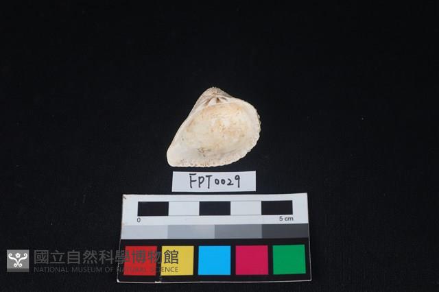 貝殼藏品圖，第2張