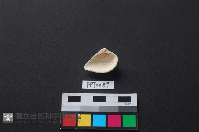 貝殼藏品圖，第2張