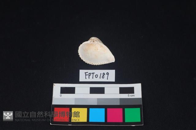 貝殼藏品圖，第2張