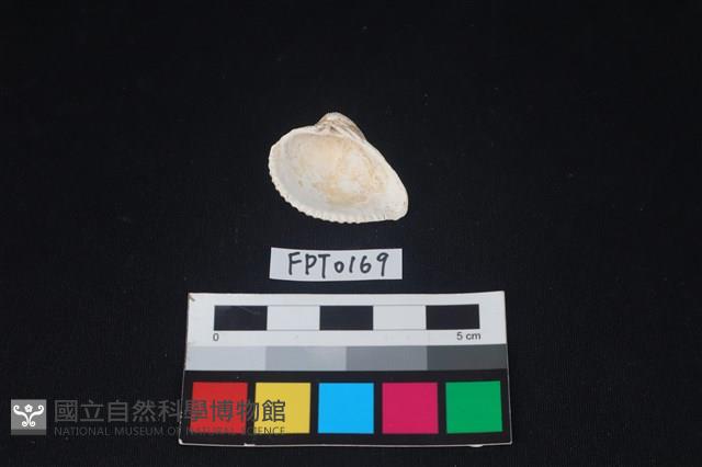 貝殼藏品圖，第2張