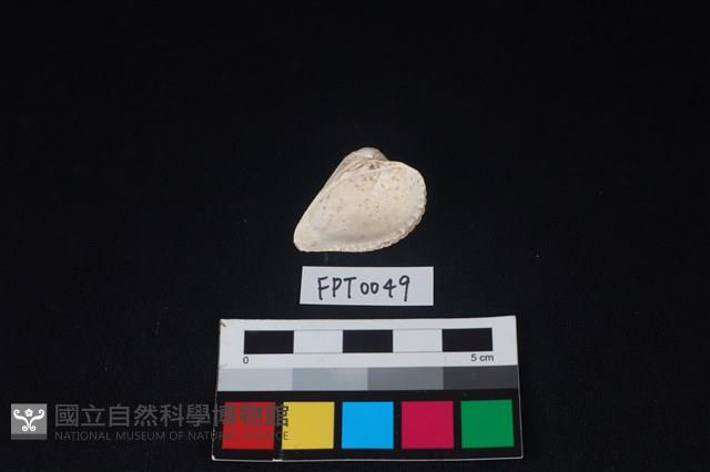 貝殼藏品圖，第2張