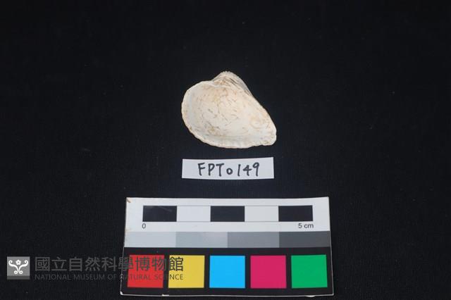 貝殼藏品圖，第2張