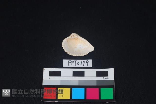 貝殼藏品圖，第2張