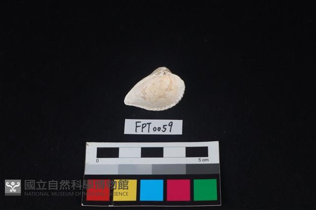 貝殼藏品圖，第2張