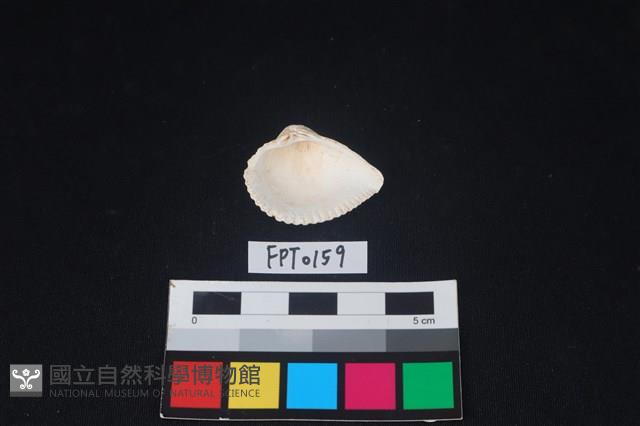 貝殼藏品圖，第2張