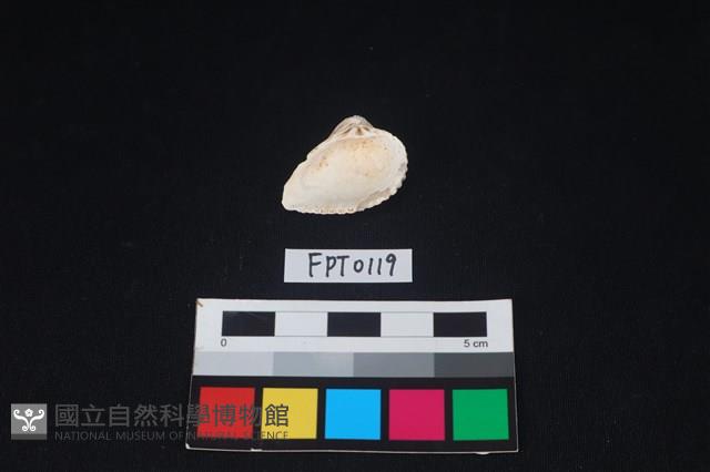 貝殼藏品圖，第2張