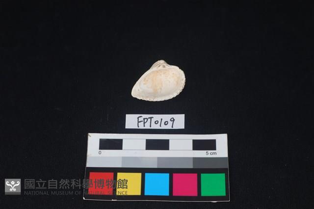貝殼藏品圖，第2張