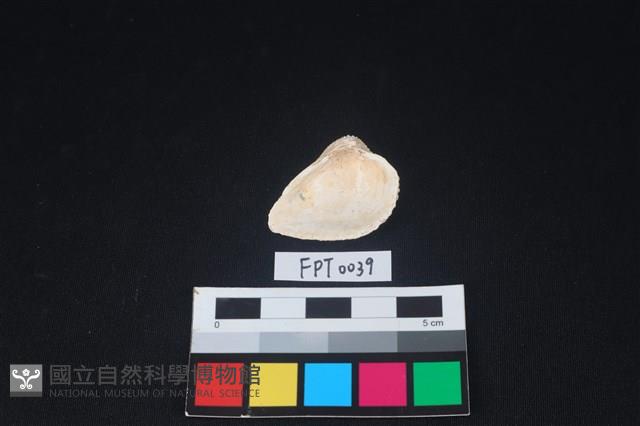 貝殼藏品圖，第2張