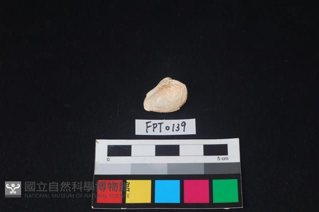 貝殼藏品圖，第2張