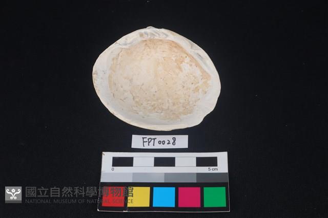 貝殼藏品圖，第2張