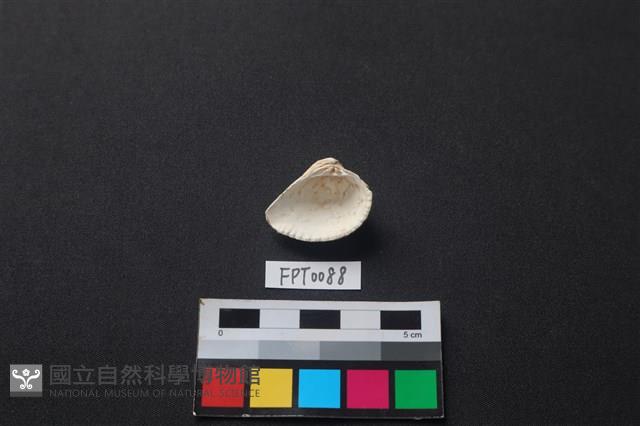 貝殼藏品圖，第2張
