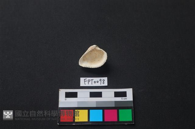貝殼藏品圖，第2張
