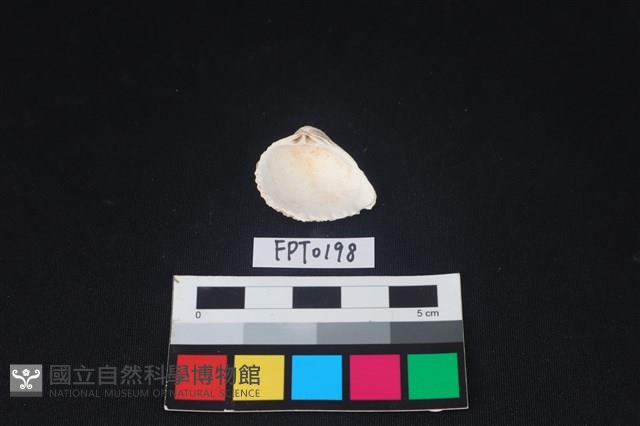 貝殼藏品圖，第2張