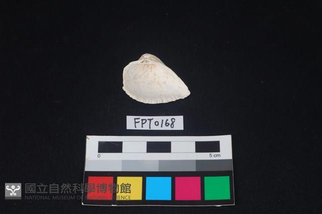 貝殼藏品圖，第2張