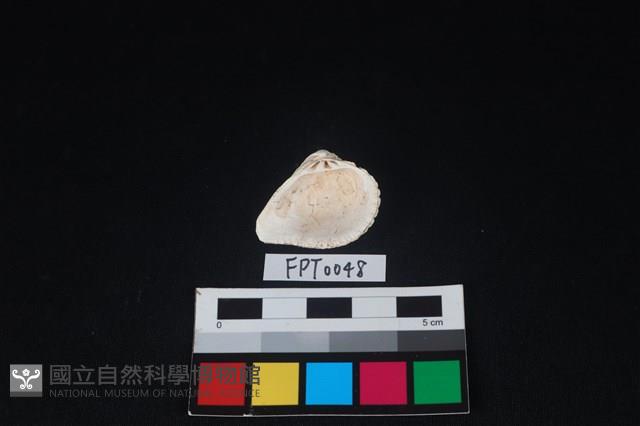 貝殼藏品圖，第2張