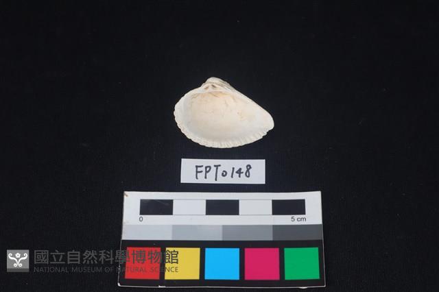 貝殼藏品圖，第2張