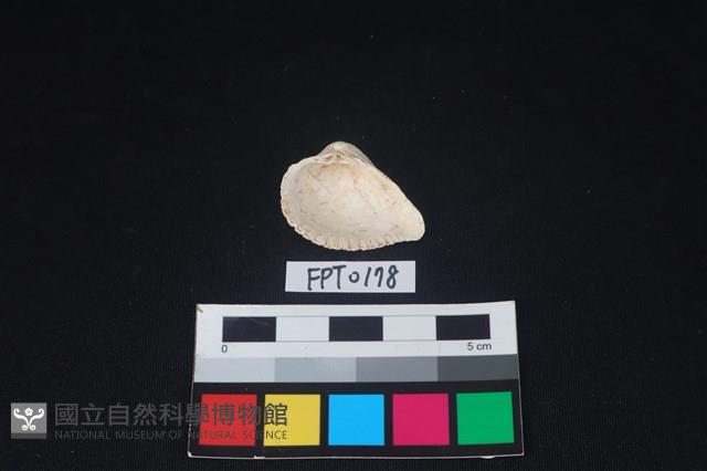 貝殼藏品圖，第2張
