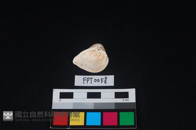 貝殼藏品圖，第2張