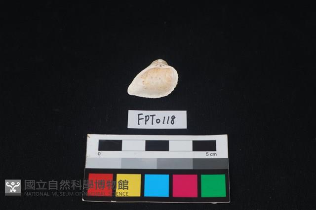 貝殼藏品圖，第2張