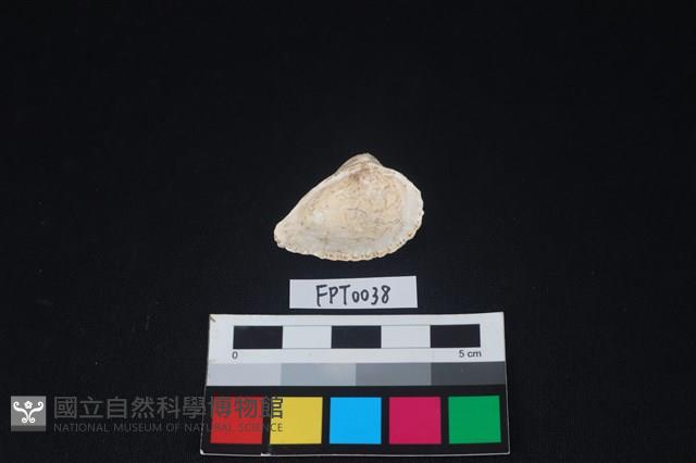 貝殼藏品圖，第2張
