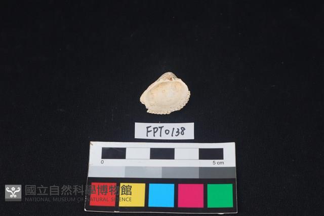 貝殼藏品圖，第2張