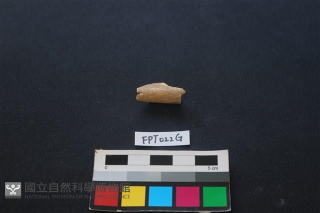 偶蹄類動物骨藏品圖，第2張
