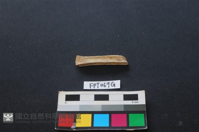 偶蹄類動物骨藏品圖，第2張