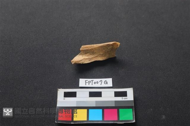 偶蹄類動物骨藏品圖，第2張