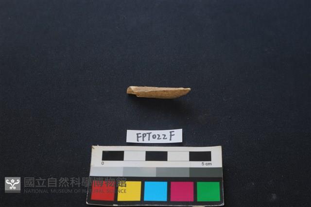 偶蹄類動物骨藏品圖，第2張