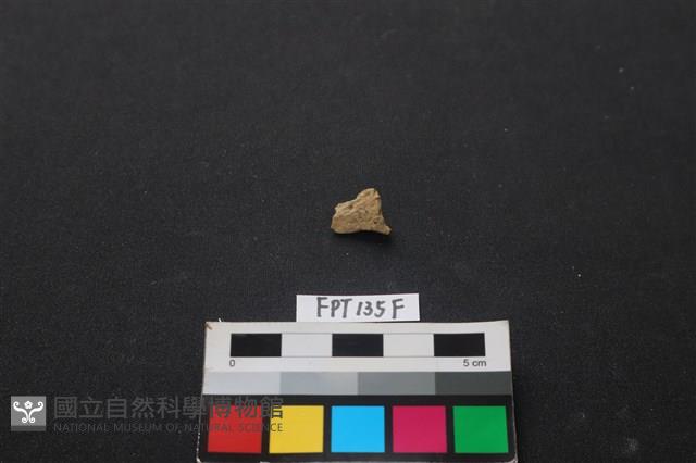 獸骨藏品圖，第2張