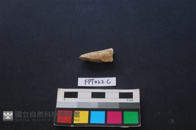 偶蹄類動物骨藏品圖，第2張