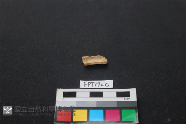 偶蹄類動物骨藏品圖，第2張