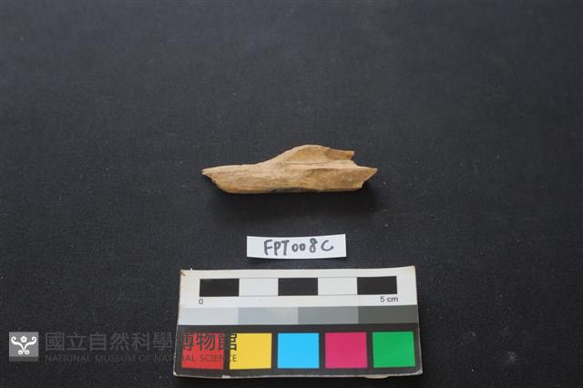 偶蹄類動物骨藏品圖，第2張