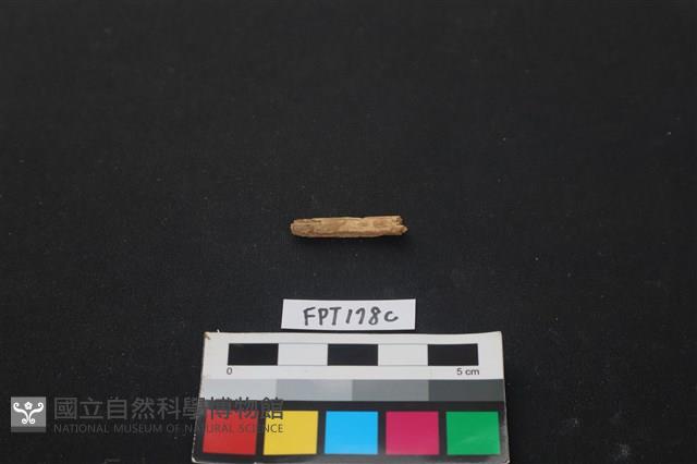 鹿骨藏品圖，第2張