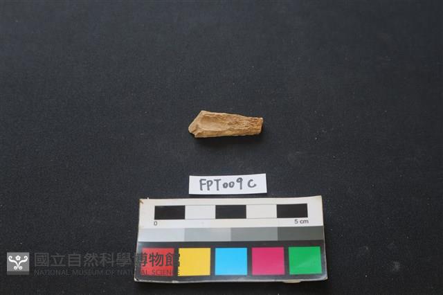 偶蹄類動物骨藏品圖，第2張