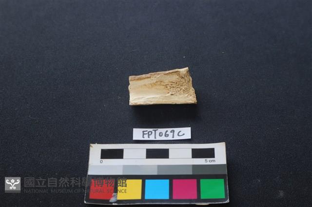 偶蹄類動物骨藏品圖，第2張