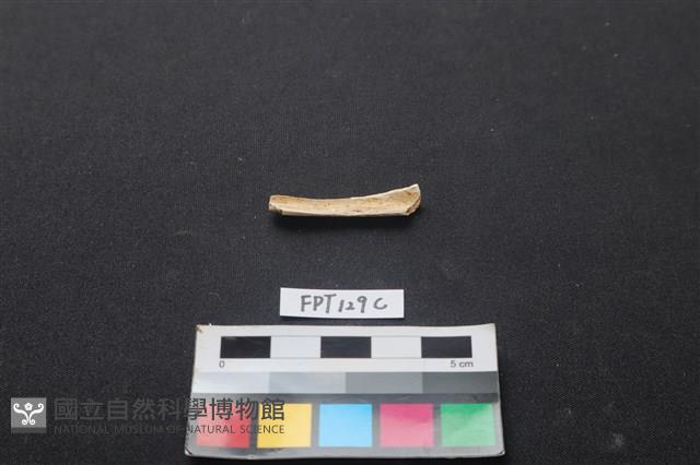 偶蹄類動物骨藏品圖，第2張