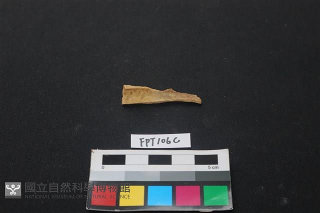 偶蹄類動物骨藏品圖，第2張