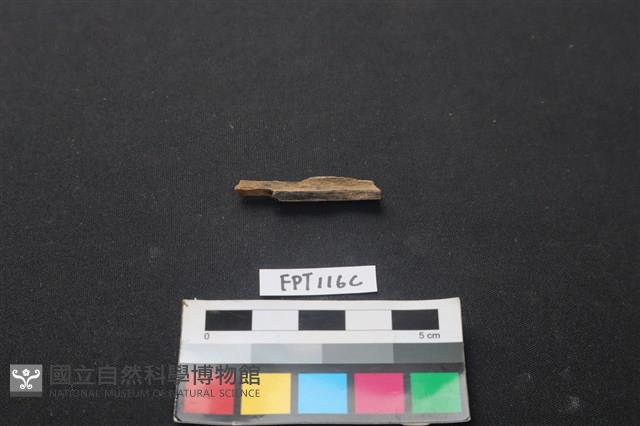偶蹄類動物骨藏品圖，第2張