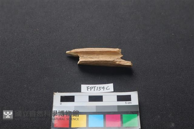 偶蹄類動物骨藏品圖，第2張