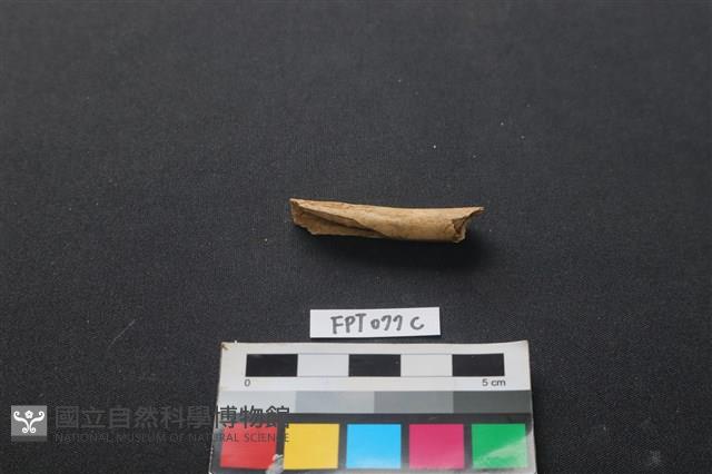 哺乳類動物骨藏品圖，第2張