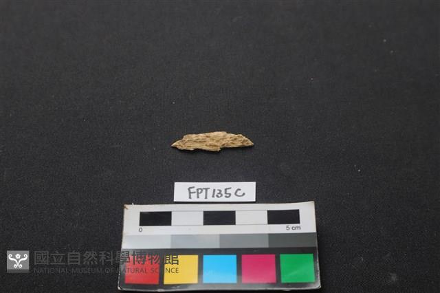 獸骨藏品圖，第2張